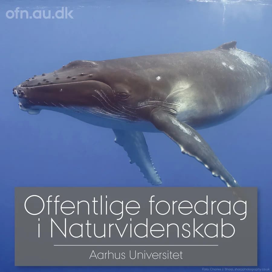 Med havets kæmper på jagt (via livestream fra Aarhus Universitet)
