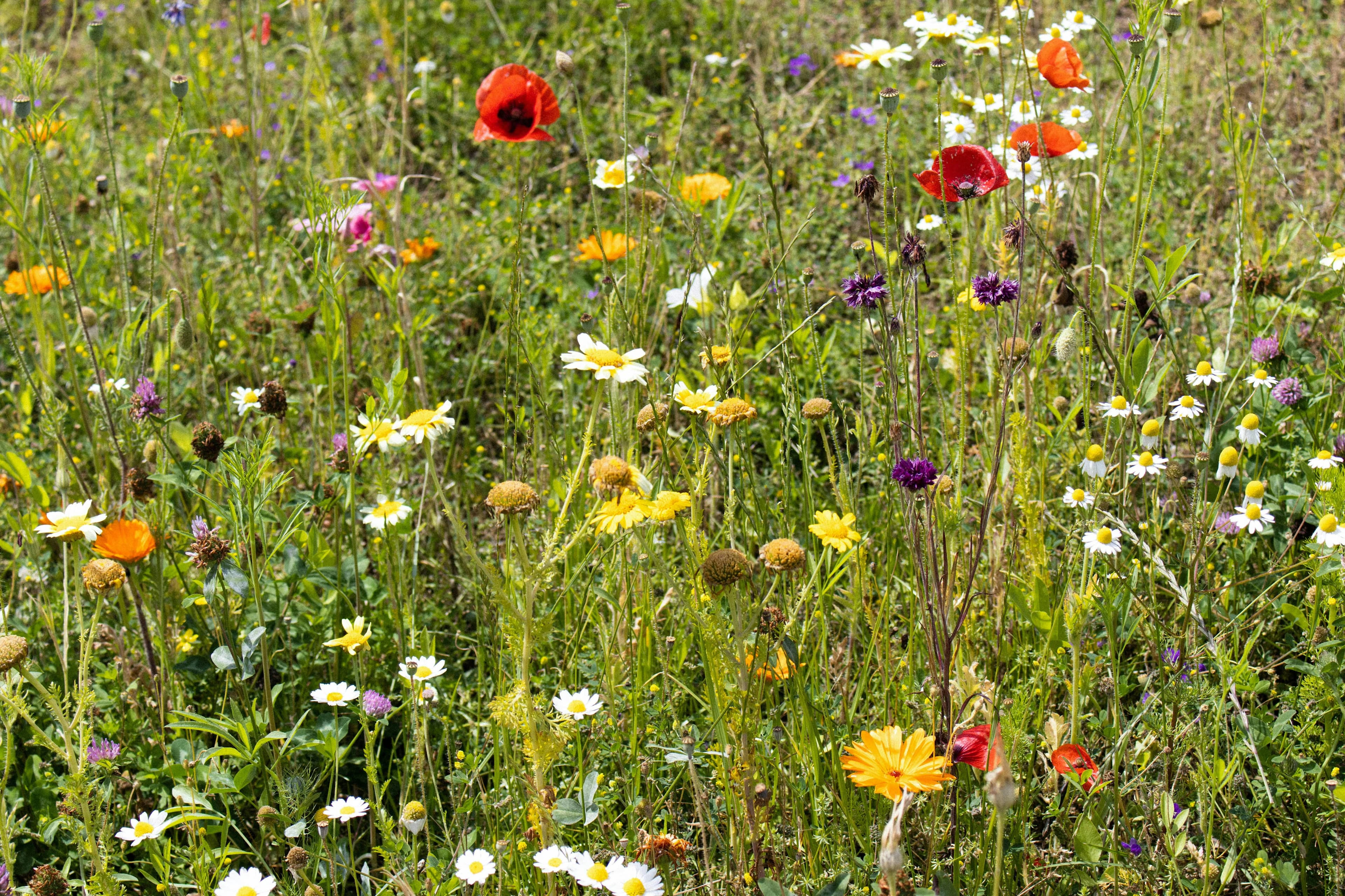 Erhvervsliv og biodiversitet 2026