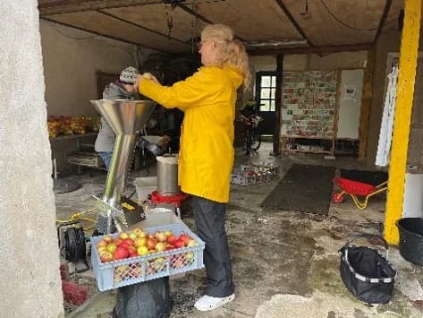 Lav din egen æblesaft med æbler fra haven
