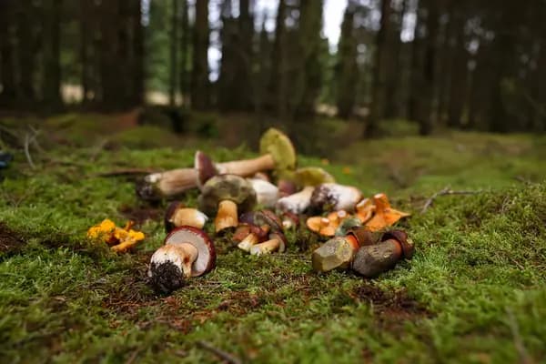 Svampetur Billund, Jylland