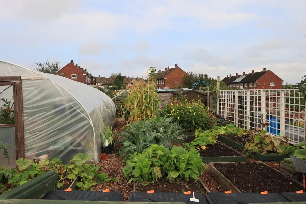 A community garden with a plastic greenhouse, raised beds, and red-brick houses behind it.