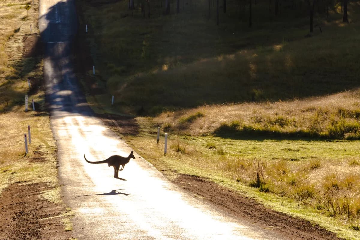 A kangaroo crossing a dirt road in a rural Australian landscape.