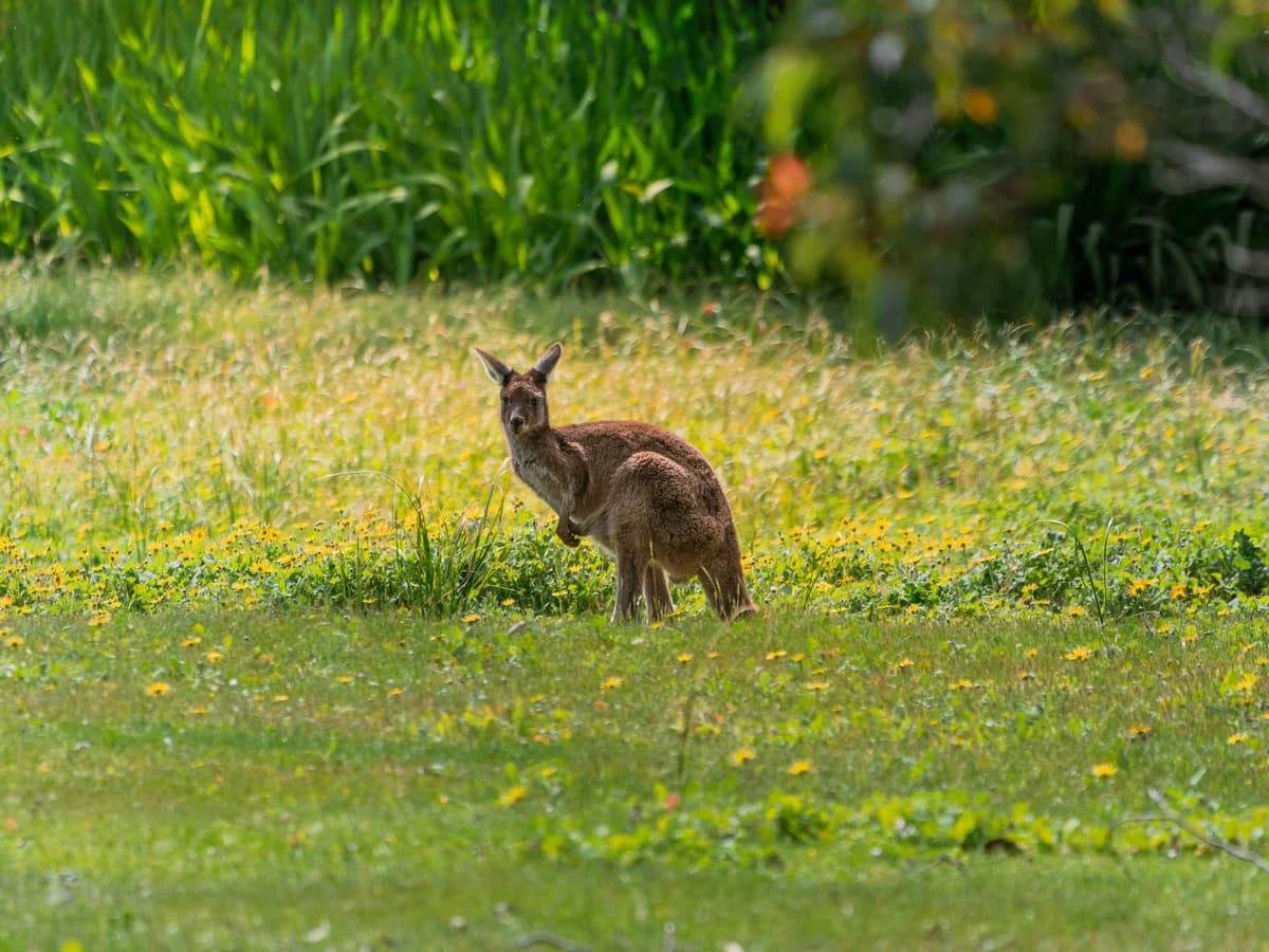 A kangaroo standing in a grassy wildflower meadow.